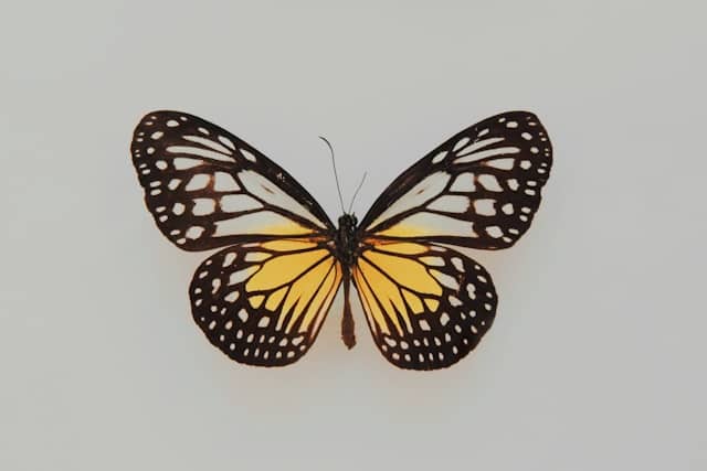 A monarch butterfly