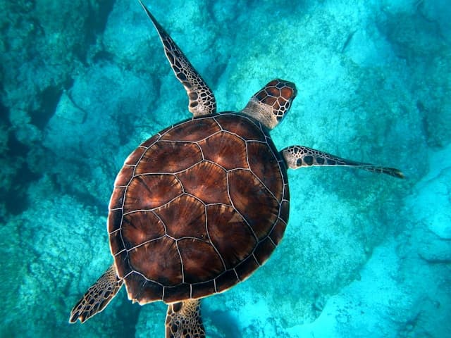 A sea turtle